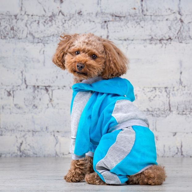 bigstock Small Funny Dog Of Brown Color 299241538