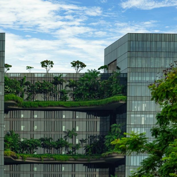 Cuáles son los beneficios para la salud de los árboles urbanos