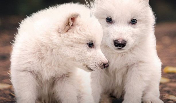 ¿Han conseguido desextinguir al lobo de 'Juego de Tronos'?