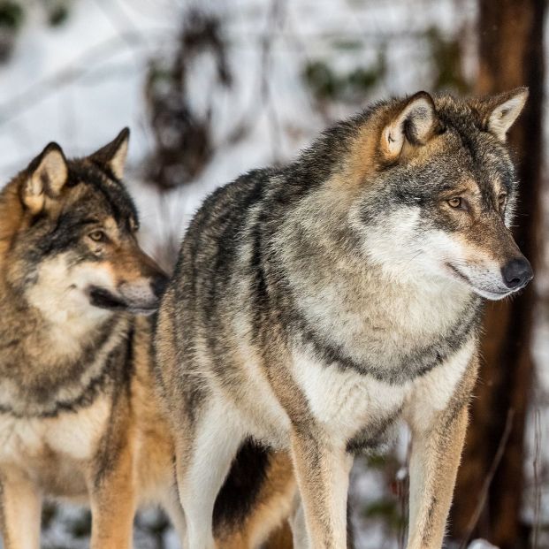 bigstock222444796 bigstock222444796