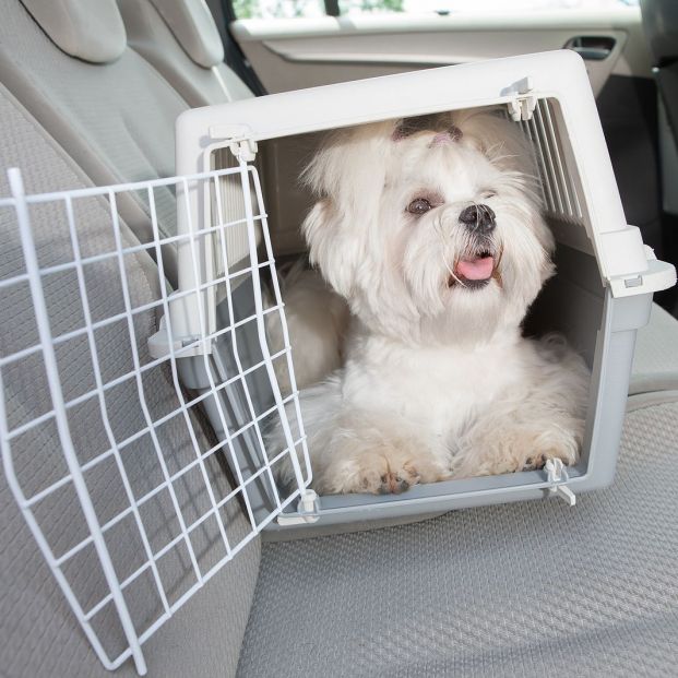 bigstock Small dog maltese sitting safe 47965541 bigstock Small dog maltese sitting safe 47965541