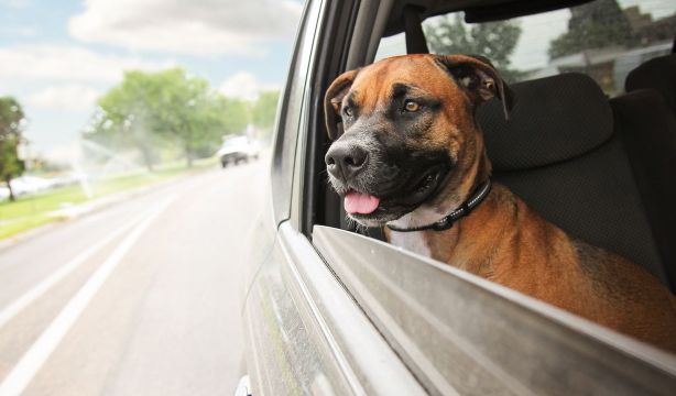 La alerta de la Real Sociedad Canina a los dueños de perros que vayan a viajar esta Semana Santa