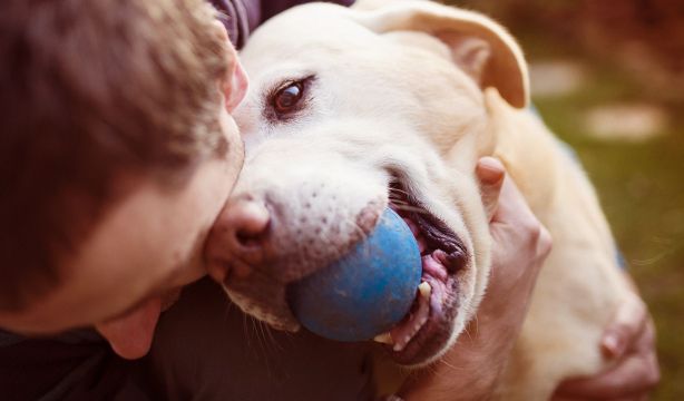 Los perros te entienden mejor de lo que piensas: un estudio explica qué pasa por su cabeza