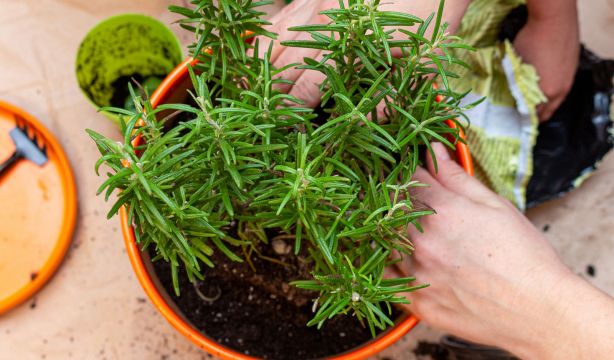 Harvard lo revela: esta es la planta que potencia tu mente y hace frente al estrés