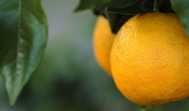 ¿Por qué no existen los yogures con sabor a naranja? La pregunta viral que llena las redes sociales