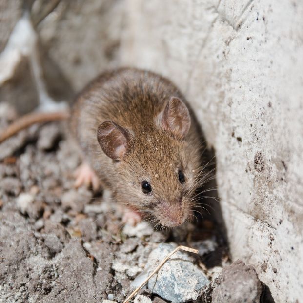 bigstock Wild Mouse The Mouse Runs On188724982