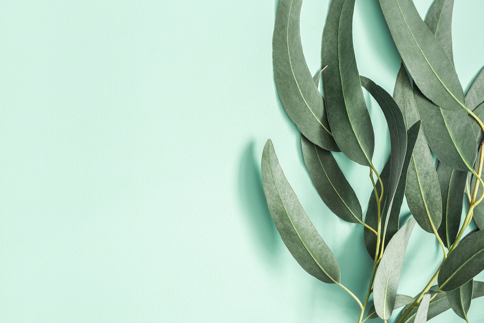 Eucalipto, la planta medicinal para resfriados y problemas respiratorios de los mayores