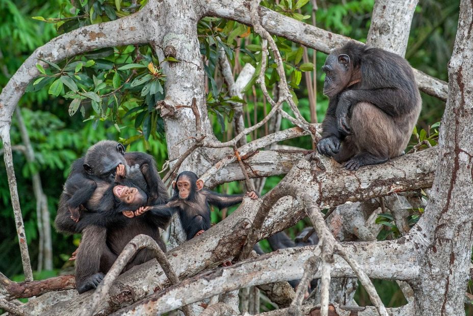 bigstock Chimpanzee With A Cub On Mangr 126698132