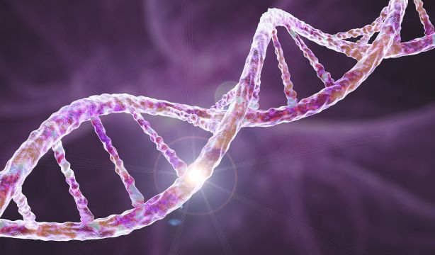 Descubren 16 genes esenciales para la memoria a largo plazo