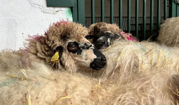 Así protege Madrid la tradición ganadera y las ovejas autóctonas en peligro de extinción