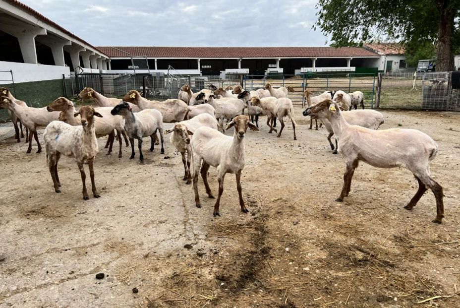 Así protege Madrid la tradición ganadera y las ovejas autóctonas en peligro de extinción