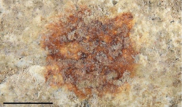 Hallazgo histórico: descubren la huella dactilar humana más antigua de Europa en Segovia