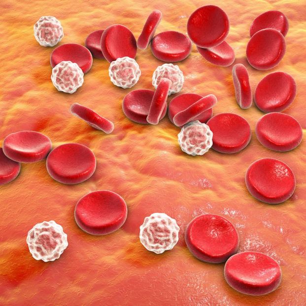 Glóbulos blancos Glóbulos blancos