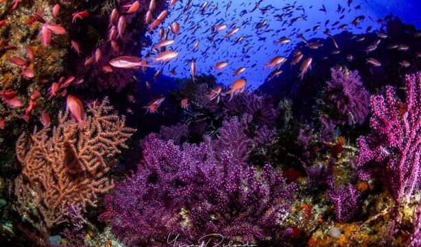 Ceuta es mar también en la mesa Ceuta es mar también en la mesa