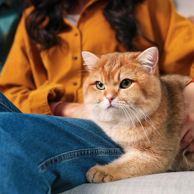 bigstock Close Up Of Lovely Fluffy Cute 416366971