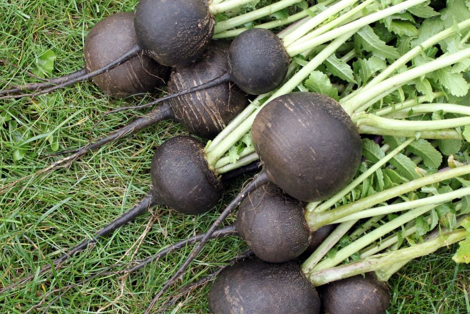 Todo sobre el rábano negro y sus beneficios para los mayores Todo sobre el rábano negro y sus beneficios para los mayores