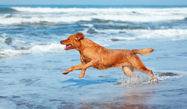 Un adiestrador revela la razón por la que no debes mojar el lomo de tu perro en verano