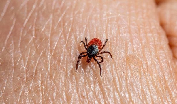 Madrid advierte del riesgo  de la picadura de garrapatas que proliferan por el calor. (EuropaPress)