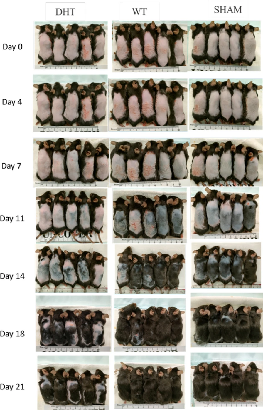 13287 2025 4372 Fig4 HTML