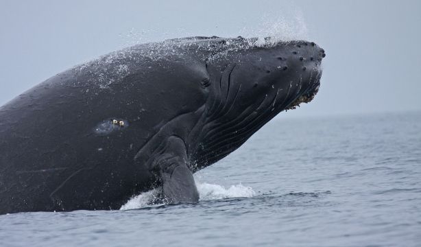 Las ballenas inspiran formas de posible comunicación extraterrestre