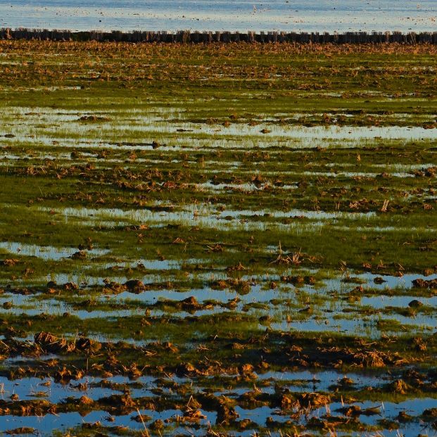 Flamencos en acuíferos de Doñana Flamencos en acuíferos de Doñana