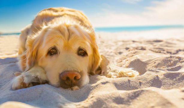Cómo proteger a tu mascota del calor este verano