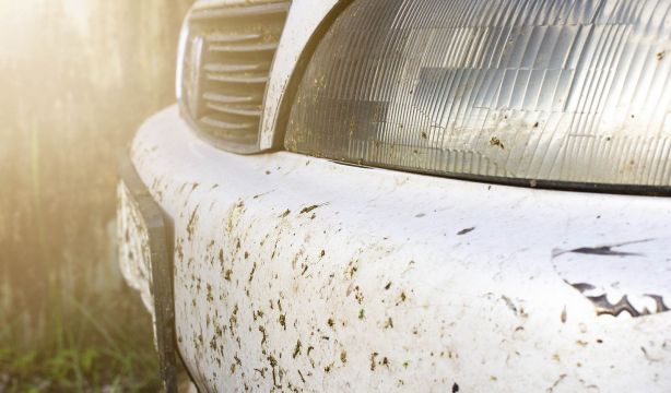 Líbrate de los mosquitos de una vez por todas en el cristal del coche o el casco de la moto