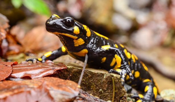 Hallan en Estados Unidos una salamandra que medía casi medio metro. Foto: Big Stock
