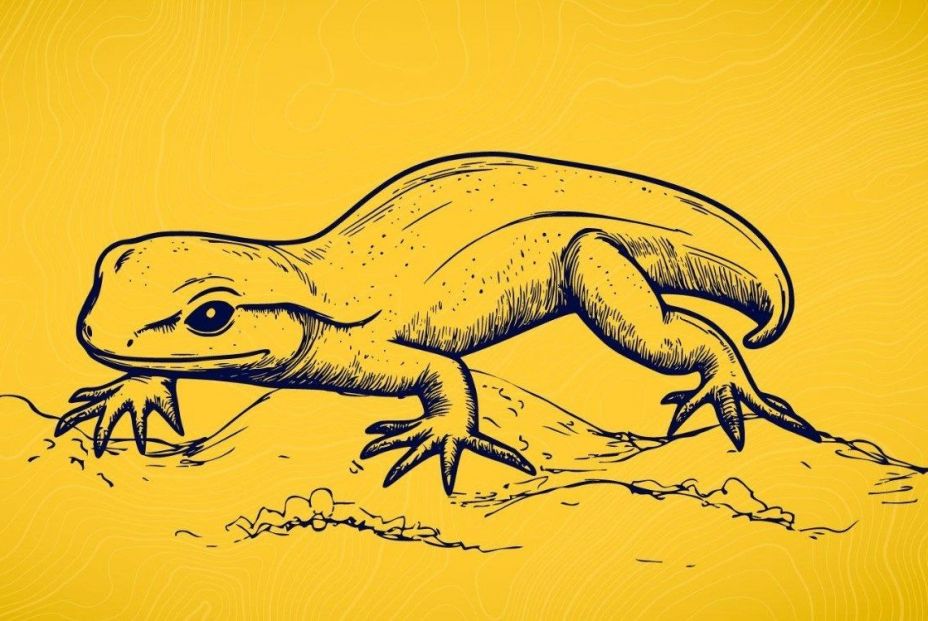 EuropaPress 6806737 representacion salamandra recien descubierta