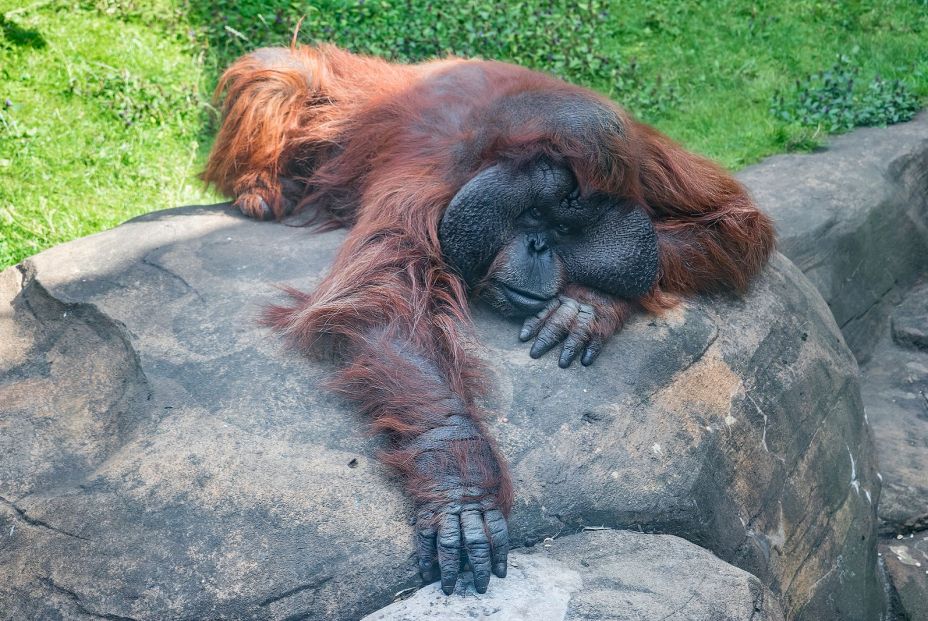 Los orangutanes también se echan la siesta para recuperar sueño Los orangutanes también se echan la siesta para recuperar sueño