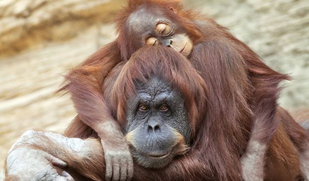 Los orangutanes también se echan la siesta para recuperar sueño