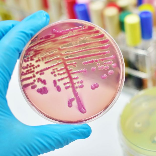 Bacterias Klebsiella oxytoca