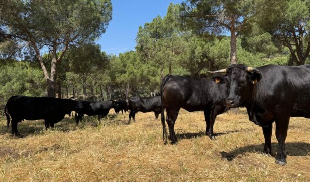 Ganado madrileño: además de proporcionar la mejor carne, ayuda en la prevención de incendios