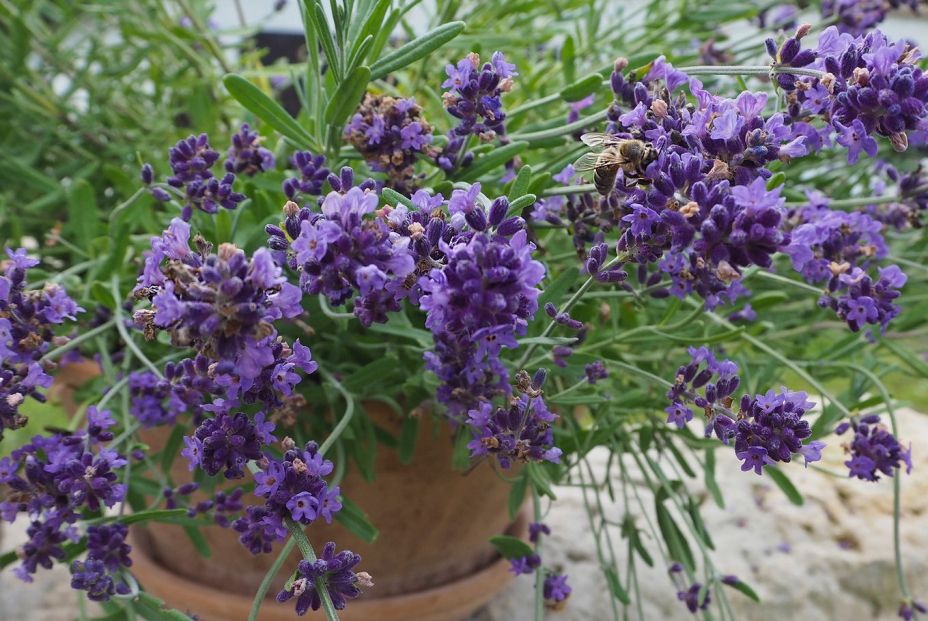 La lavanda expulsa un olor que las arañas detestan y logra ahuyentarlas La lavanda expulsa un olor que las arañas detestan y logra ahuyentarlas