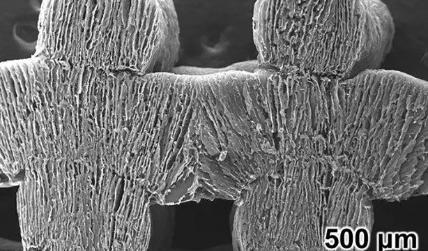 Esta peculiar esponja y el sol eliminan la sal del agua de mar