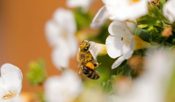 El veneno de abeja como potencial terapéutico en enfermedades como el cáncer