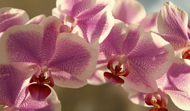 Redescubren en China una orquidea dada por extinta hace más de 100 años