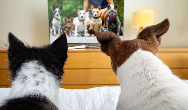 ¿A tu perro le gusta la tele? Descubre cómo influye su personalidad 