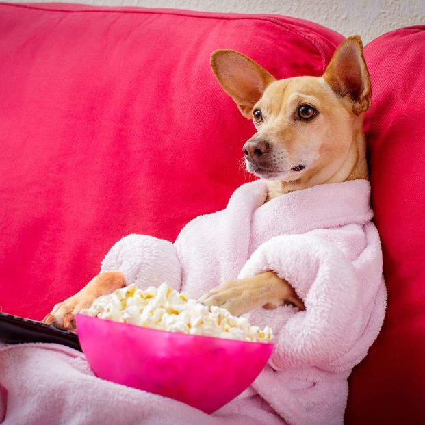 bigstock Dog Watching Tv On The Couch 182734255