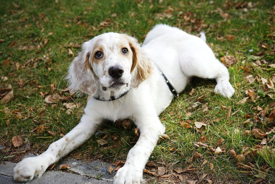 Raza de perro Setter Inglés. (Bigstock)