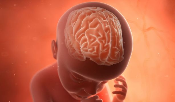 El origen de las patologías neurológicas puede estar en las primeras etapas de formación del cerebro