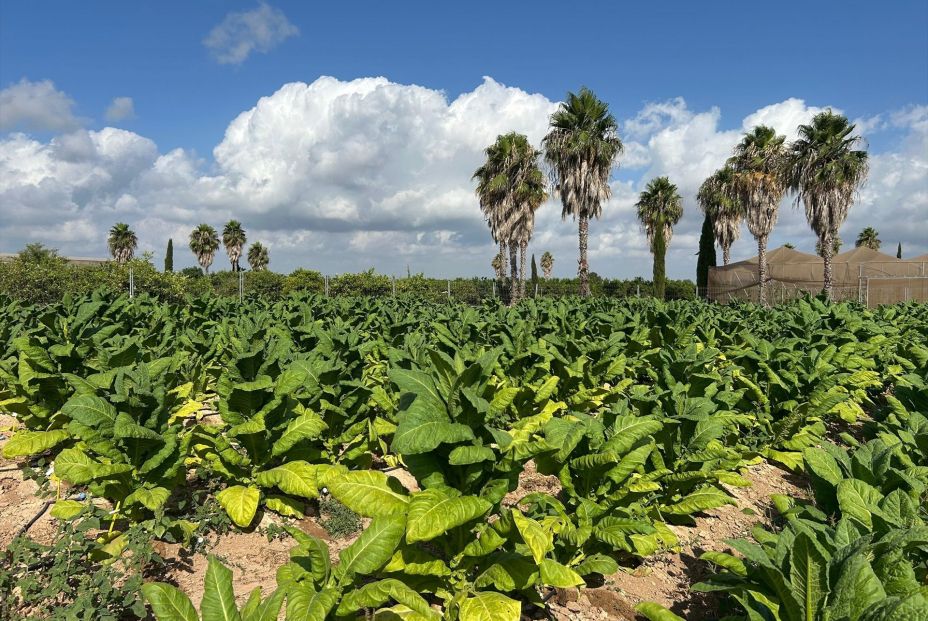 EuropaPress 6873095 estudio pionero produce tabaco nicotina compuestos farmacologicos finca