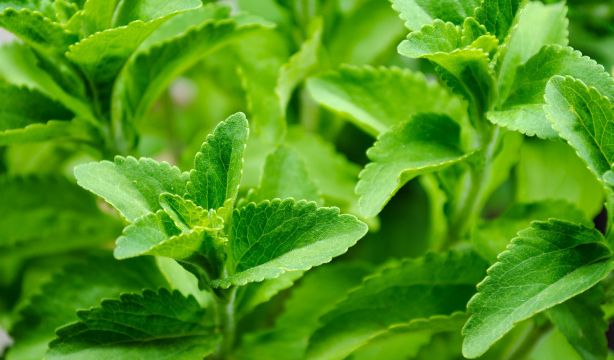 Stevia y cáncer de páncreas: este arbusto puede tener componentes antitumorales