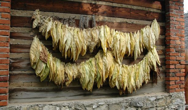 Logran modificar la planta del tabaco para que no tenga nicotina