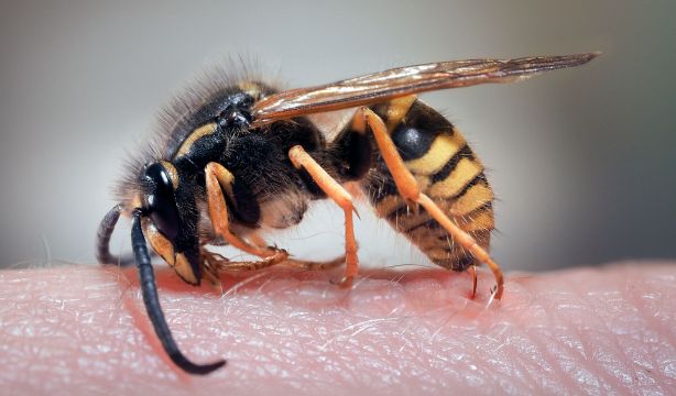 Las avispas pueden tener la clave para retrasar el envejecimiento