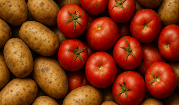 Sorpresa en la familia vegetal: descubren que la patata es hija del tomate