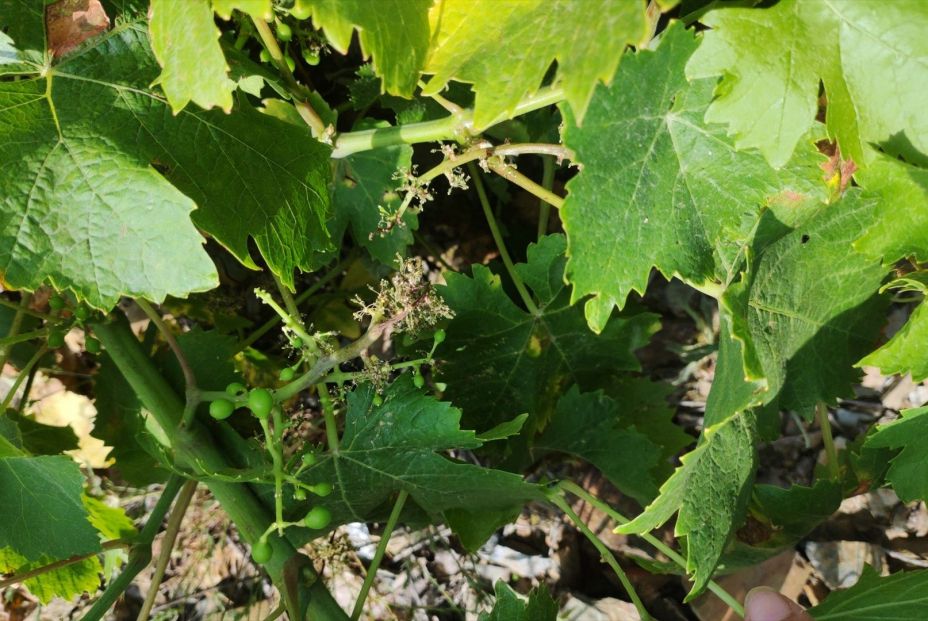 EuropaPress 6778872 afectacion hongo mildiu vinedos provincia malaga