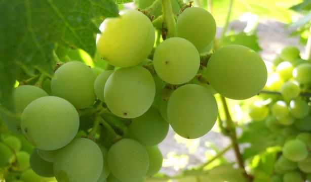 Nuevas variedades de uva: los expertos pretenden mejorar la calidad y resistencia de los cultivos