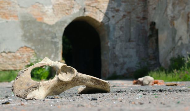 Descubren restos animales de hace 75.000 años que dan pistas sobre el impacto del cambio climático