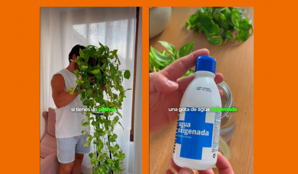 Cómo mantener tu planta poto bien cuidada